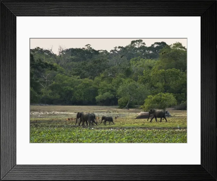 Framed Print : Elephants and spotted deer at twilight in Kumana National Park, formerly Yala East, Kumana, Eastern Province, Sri Lanka, Asia Framed Print : Elephants and spotted deer at twilight in Kumana National Park, formerly Yala East, Kumana, Eastern Province, Sri Lanka, Asia