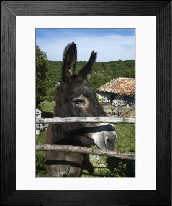 Framed Print : Donkey in rural setting, Cres Island, Kvarner Gulf, Croatia, Europe Framed Print : Donkey in rural setting, Cres Island, Kvarner Gulf, Croatia, Europe