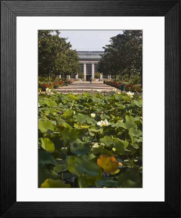 Framed Print : Water lilies in the Jardins Botanique (Botanical Gardens), Tours, Indre et Loire, Centre, France, Europe Framed Print : Water lilies in the Jardins Botanique (Botanical Gardens), Tours, Indre et Loire, Centre, France, Europe