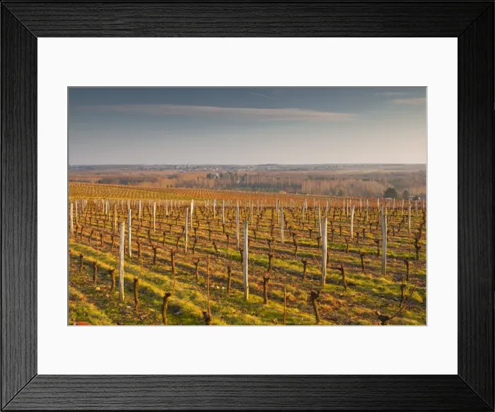 Framed Print : Vineyards above the village of Chenonceaux, Loire Valley, France, Europe Framed Print : Vineyards above the village of Chenonceaux, Loire Valley, France, Europe