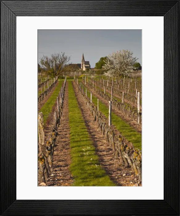 Framed Print : Vineyards, Souzay-Champigny, Saumur, Maine-et-Loire, France, Europe Framed Print : Vineyards, Souzay-Champigny, Saumur, Maine-et-Loire, France, Europe
