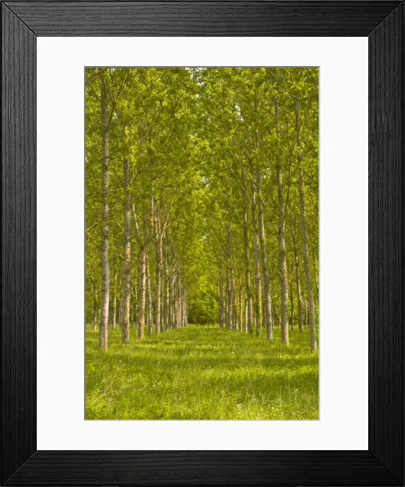 Framed Print : Trees near Fontaines-en-Sologne, Loir-et-Cher, Centre, France, Europe Framed Print : Trees near Fontaines-en-Sologne, Loir-et-Cher, Centre, France, Europe
