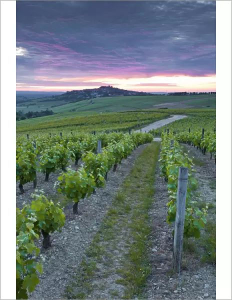 Vineyards, Sancerre, Cher, Loire Valley, Centre, France, Europe