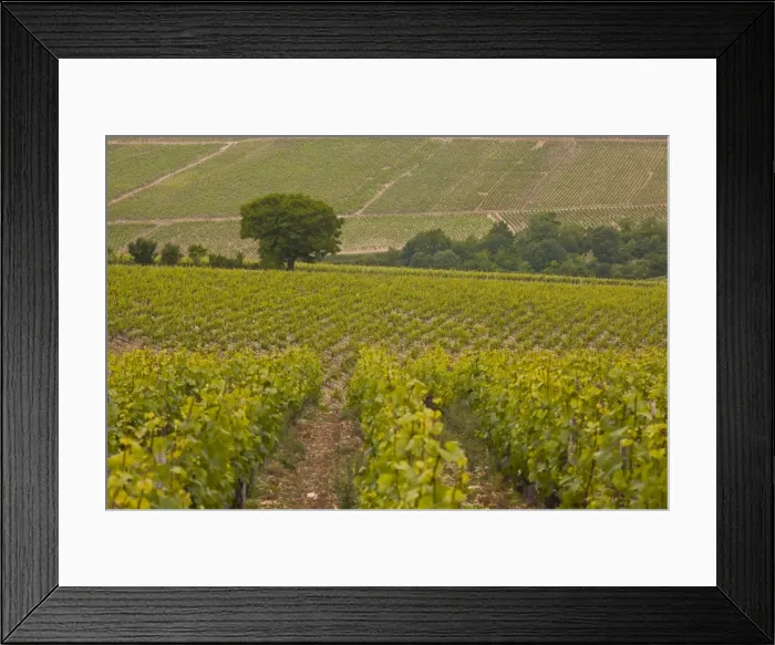 Framed Print : Vineyards, Prehy, Burgundy, France, Europe Framed Print : Vineyards, Prehy, Burgundy, France, Europe