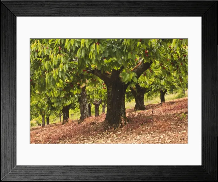 Framed Print : Cherry trees, Irancy, Burgundy, France, Europe Framed Print : Cherry trees, Irancy, Burgundy, France, Europe