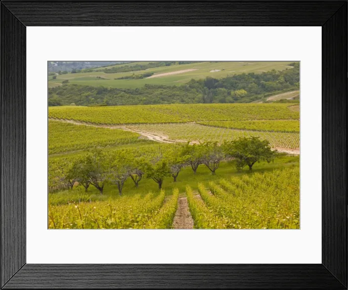 Framed Print : Irancy, Burgundy, France, Europe Framed Print : Irancy, Burgundy, France, Europe