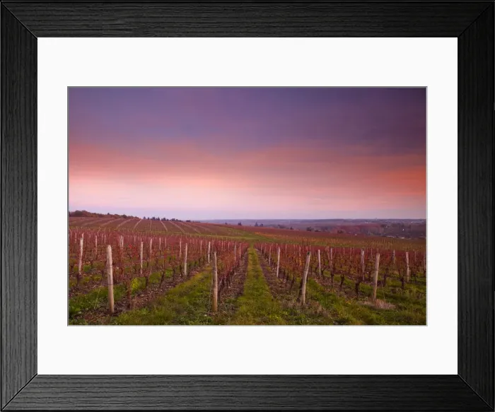 Framed Print : The vineyards of Chenonceaux in the Loire Valley, Indre-et-Loire, Centre, France, Europe Framed Print : The vineyards of Chenonceaux in the Loire Valley, Indre-et-Loire, Centre, France, Europe