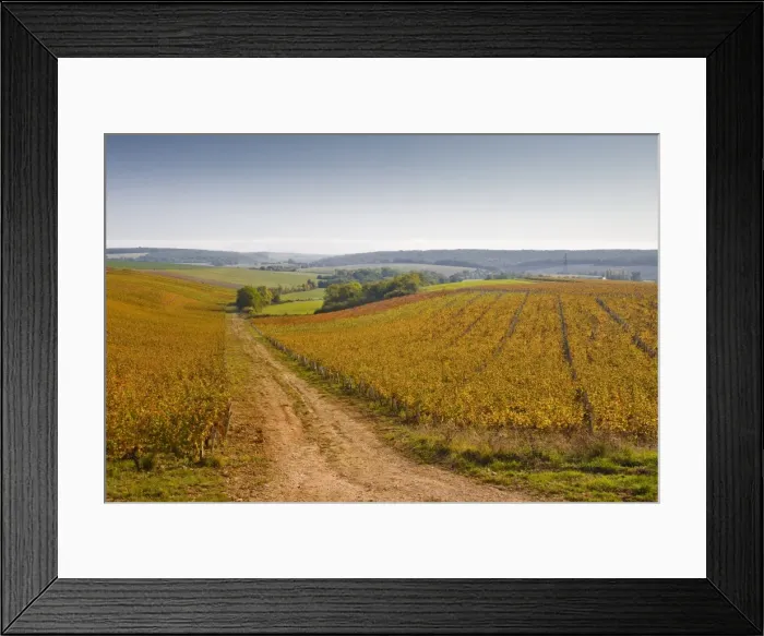 Framed Print : The vineyards of Sancerre during autumn, Cher, Centre, France, Europe Framed Print : The vineyards of Sancerre during autumn, Cher, Centre, France, Europe