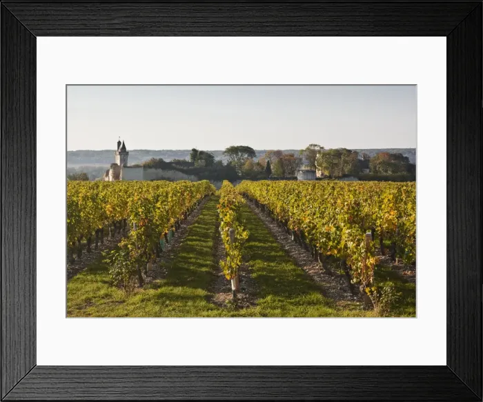 Framed Print : Vineyards near to the chateau of Chinon, Indre-et-Loire, Loire Valley, France, Europe Framed Print : Vineyards near to the chateau of Chinon, Indre-et-Loire, Loire Valley, France, Europe