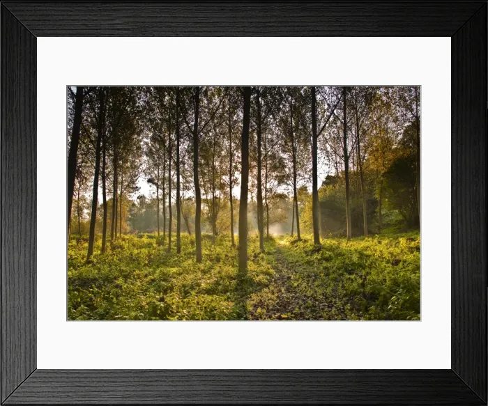 Framed Print : The morning light through a plantation of plane trees in the Indre-et-Loire, Loire Valley, France, Europe Framed Print : The morning light through a plantation of plane trees in the Indre-et-Loire, Loire Valley, France, Europe