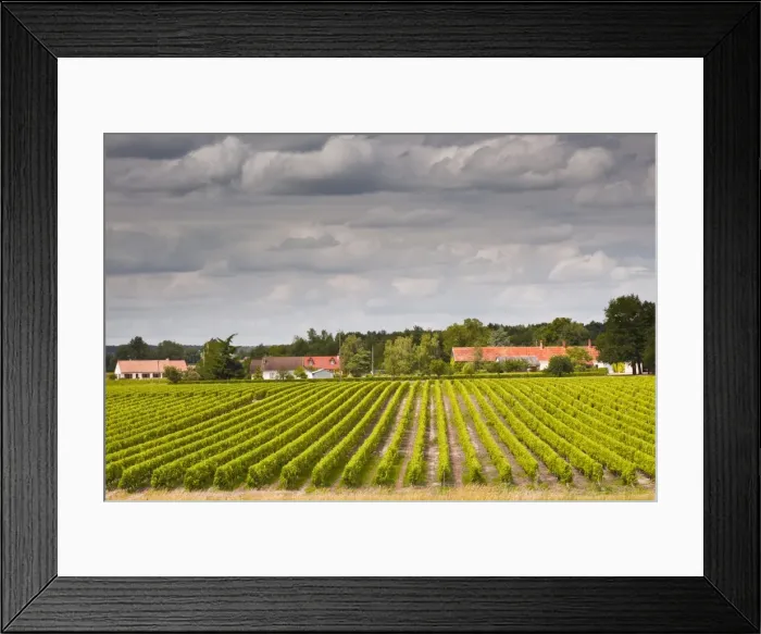 Framed Print : Vineyards near Chemery, Loir-et-Cher, Loire Valley, Centre, France, Europe Framed Print : Vineyards near Chemery, Loir-et-Cher, Loire Valley, Centre, France, Europe
