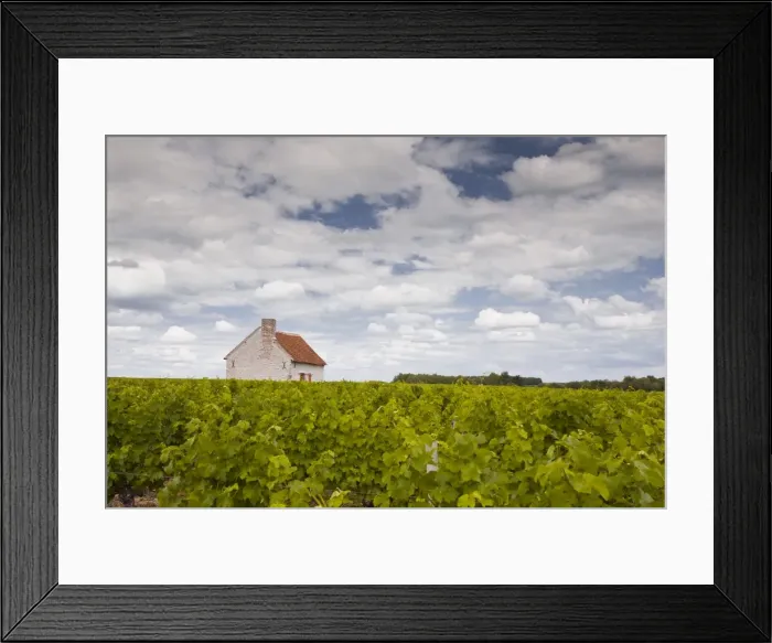 Framed Print : A hut in the middle of vineyards near Chemery, Loir-et-Cher, Loire Valley, Centre, France, Europe Framed Print : A hut in the middle of vineyards near Chemery, Loir-et-Cher, Loire Valley, Centre, France, Europe