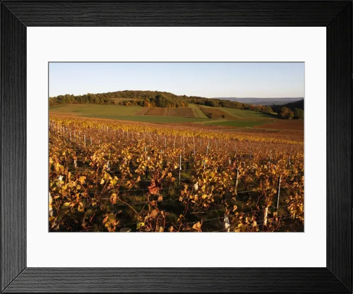 Framed Print : Burgundy vineyard, Culles-les-Roches, Saone-et-Loire, Burgundy, France, Europe Framed Print : Burgundy vineyard, Culles-les-Roches, Saone-et-Loire, Burgundy, France, Europe