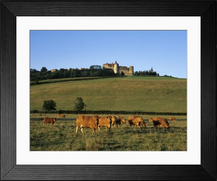 Framed Print : Cows below the Chateau, Chateauneuf, Burgundy, France, Europe Framed Print : Cows below the Chateau, Chateauneuf, Burgundy, France, Europe