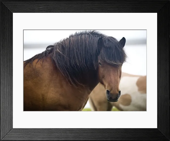 Framed Print : Wild Horses, South Iceland, Iceland, Polar Regions Framed Print : Wild Horses, South Iceland, Iceland, Polar Regions