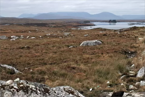 Rugged landscape of Connemara with peat bogs, granite, loughs and distant mountains, Connemara, County Galway, Connacht, Republic of Ireland, Europe