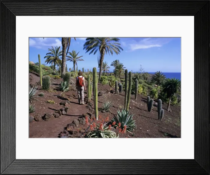 Framed Print : Botanical Garden at Oasis Park, La Lajita, Fuerteventura, Canary Islands, Spain, Atlantic, Europe Framed Print : Botanical Garden at Oasis Park, La Lajita, Fuerteventura, Canary Islands, Spain, Atlantic, Europe