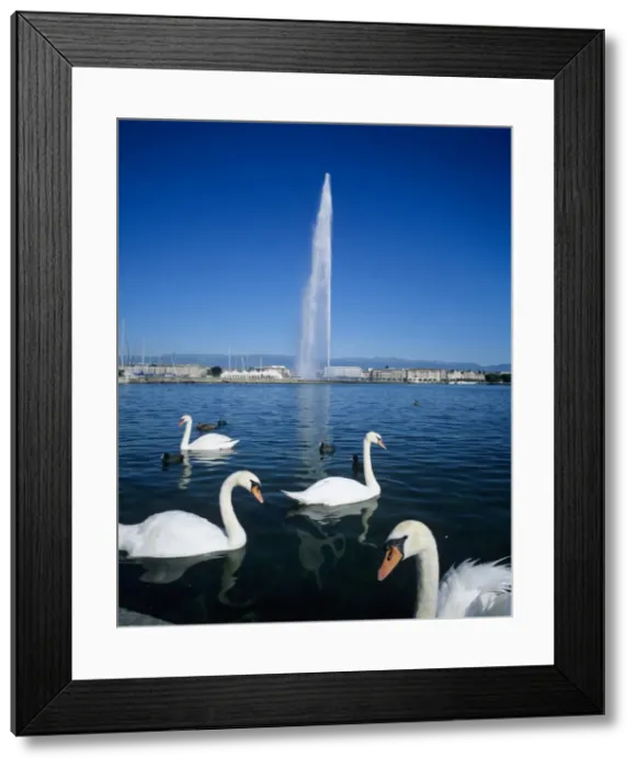 Framed Print : Swans below the Jet d eau (water jet), Geneva, Lake Geneva (Lac Leman), Switzerland, Europe Framed Print : Swans below the Jet d eau (water jet), Geneva, Lake Geneva (Lac Leman), Switzerland, Europe