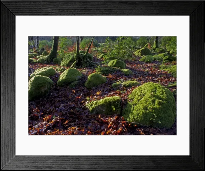 Framed Print : Mossy boulders, Dartmoor National Park, Devon, England, United Kingdom, Europe Framed Print : Mossy boulders, Dartmoor National Park, Devon, England, United Kingdom, Europe