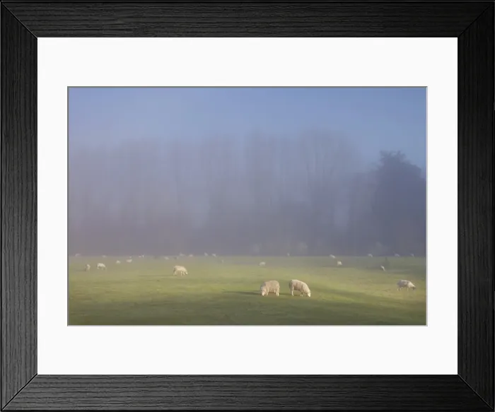 Framed Print : Misty trees, and sheep, Exe Valley, Devon, England, United Kingdom, Europe Framed Print : Misty trees, and sheep, Exe Valley, Devon, England, United Kingdom, Europe