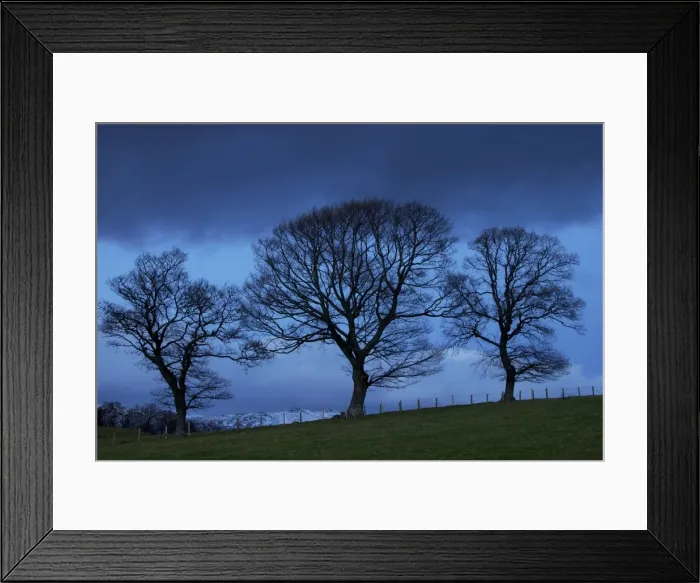 Framed Print : Trees near Crieff, Perthshire, Scotland, United Kingdom, Europe Framed Print : Trees near Crieff, Perthshire, Scotland, United Kingdom, Europe