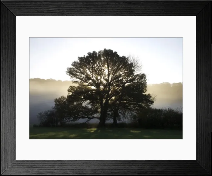 Framed Print : Misty trees, Exe Valley, Devon, England, United Kingdom, Europe Framed Print : Misty trees, Exe Valley, Devon, England, United Kingdom, Europe