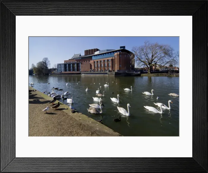Framed Print : Theatre and swans on the River Avon, Stratford upon Avon, Warwickshire, England, United Kingdom, Europe Framed Print : Theatre and swans on the River Avon, Stratford upon Avon, Warwickshire, England, United Kingdom, Europe