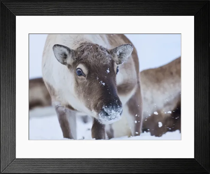 Framed Print : Young reindeer (Rangifer tarandus) grazing, Kvaloya Island, Troms, North Norway, Scandinavia, Europe Framed Print : Young reindeer (Rangifer tarandus) grazing, Kvaloya Island, Troms, North Norway, Scandinavia, Europe