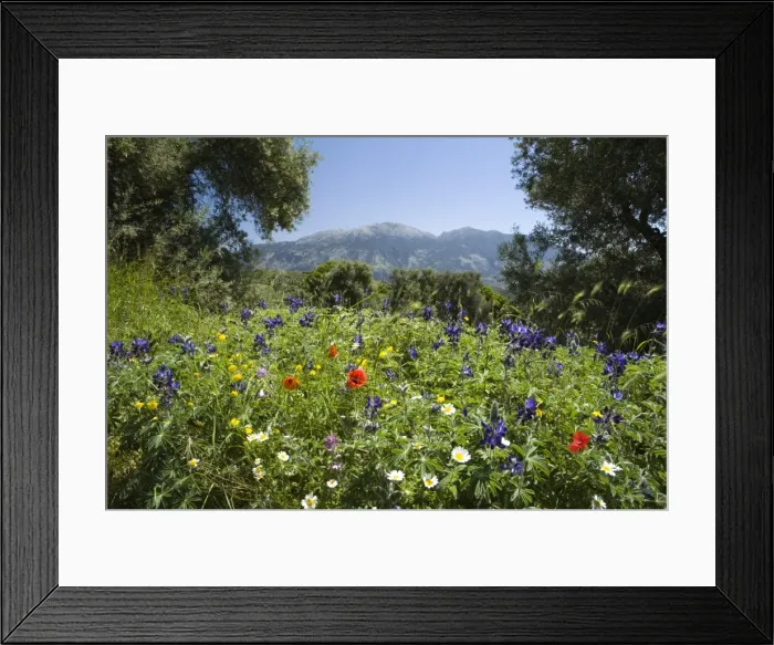Framed Print : Spring flowers, White Mountains (Lefka Ori), Chania region, Crete, Greek Islands, Greece, Europe Framed Print : Spring flowers, White Mountains (Lefka Ori), Chania region, Crete, Greek Islands, Greece, Europe
