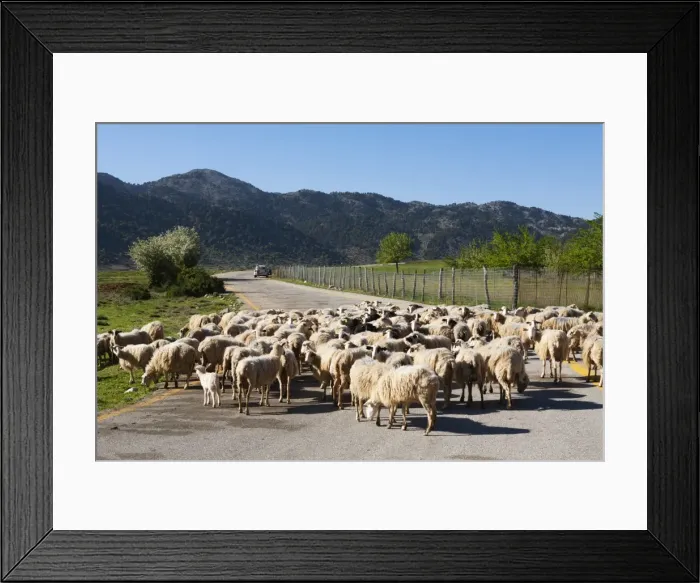 Framed Print : Sheep on road, Omalos Plain, Chania region, Crete, Greek Islands, Greece, Europe Framed Print : Sheep on road, Omalos Plain, Chania region, Crete, Greek Islands, Greece, Europe