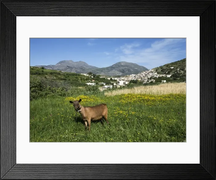 Framed Print : Goat in spring meadow, Agios Stefanos, near Pefki, Lasithi region, Crete, Greek Islands, Greece, Europe Framed Print : Goat in spring meadow, Agios Stefanos, near Pefki, Lasithi region, Crete, Greek Islands, Greece, Europe