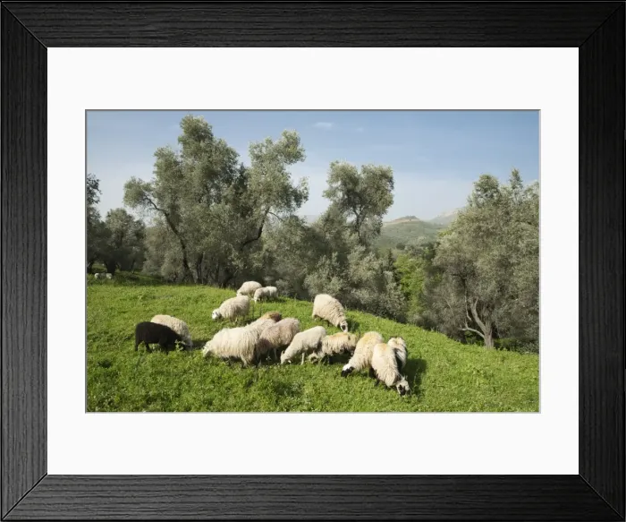 Framed Print : Sheep in olive grove, Patsos, Rethimnon (Rethymno) region, Crete, Greek Islands, Greece, Europe Framed Print : Sheep in olive grove, Patsos, Rethimnon (Rethymno) region, Crete, Greek Islands, Greece, Europe