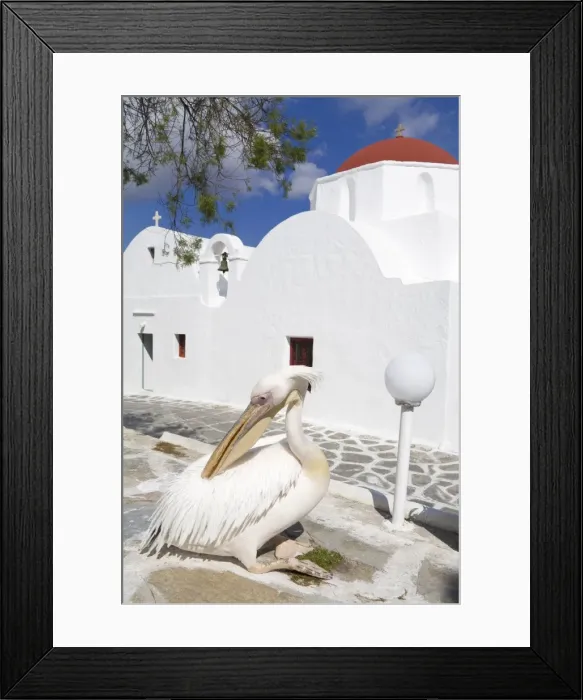 Framed Print : White pelican in Mykonos Town, Island of Mykonos, Cyclades, Greek Islands, Greece, Europe Framed Print : White pelican in Mykonos Town, Island of Mykonos, Cyclades, Greek Islands, Greece, Europe