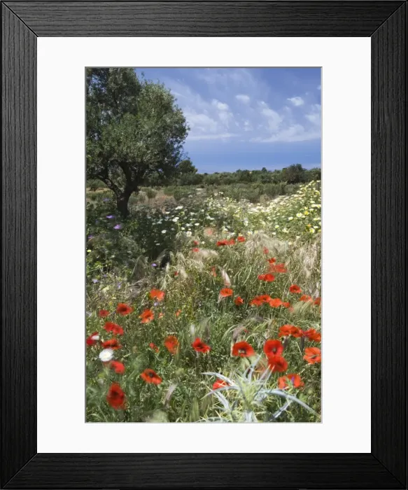 Framed Print : Spring flowers, Akrotiri Peninsula, Chania region, Crete, Greek Islands, Greece, Europe Framed Print : Spring flowers, Akrotiri Peninsula, Chania region, Crete, Greek Islands, Greece, Europe