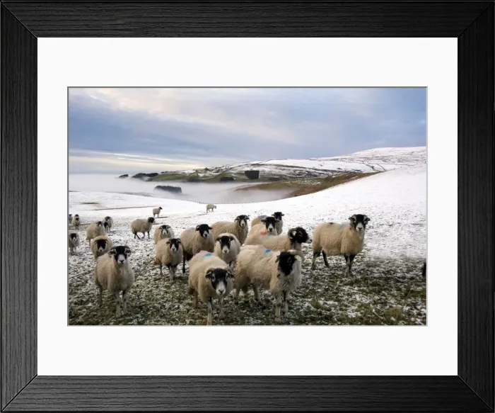 Framed Print : Sheep waiting to be fed in winter, Lower Pennines, Cumbria, England, United Kingdom, Europe Framed Print : Sheep waiting to be fed in winter, Lower Pennines, Cumbria, England, United Kingdom, Europe