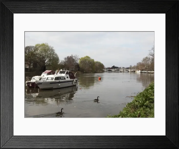 Framed Print : Boats and Canada geese on the River Thames, crossed by Richmond Bridge, Richmond, London, England, United Kingdom, Europe Framed Print : Boats and Canada geese on the River Thames, crossed by Richmond Bridge, Richmond, London, England, United Kingdom, Europe