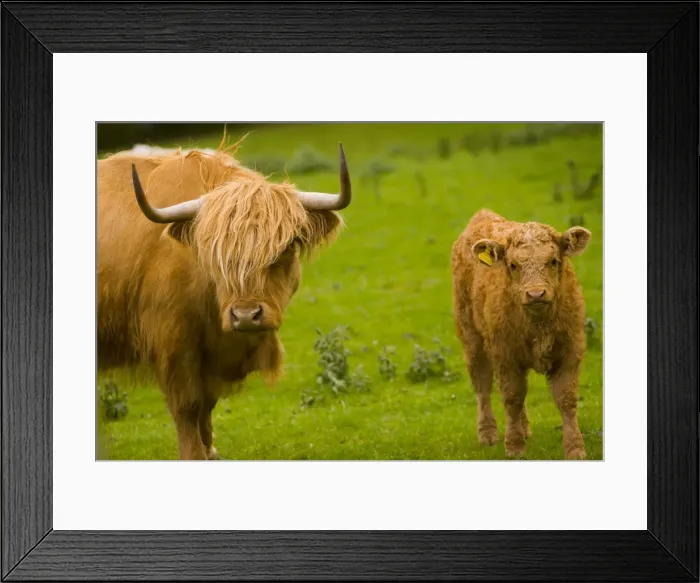 Framed Print : Highland cattle, Perthshire, Scotland, United Kingdom, Europe Framed Print : Highland cattle, Perthshire, Scotland, United Kingdom, Europe