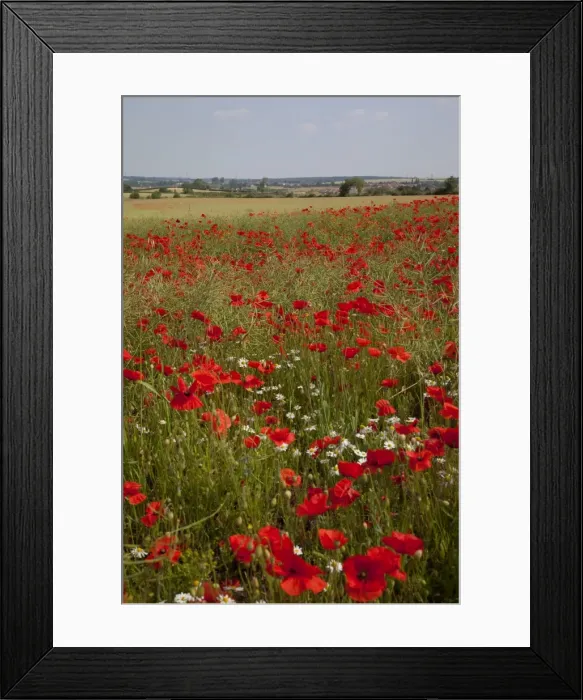 Framed Print : Poppy field near Mansfield, Nottinghamshire, England, United Kingdom, Europe Framed Print : Poppy field near Mansfield, Nottinghamshire, England, United Kingdom, Europe