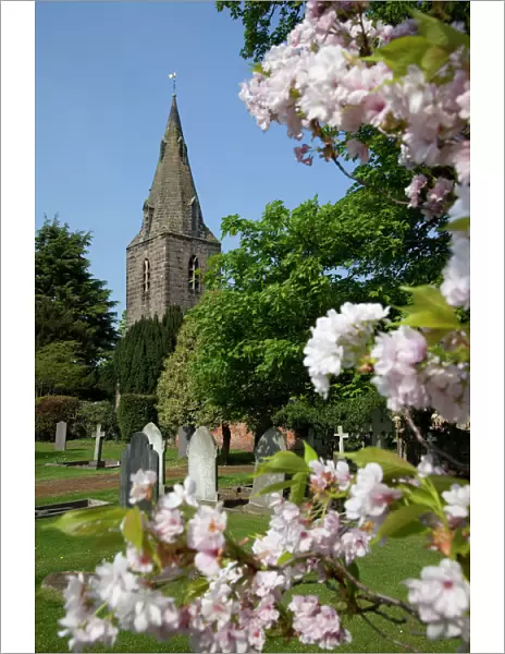 Church and spring blossom, Burton Joyce, Nottinghamshire, England, United Kingdom, Europe