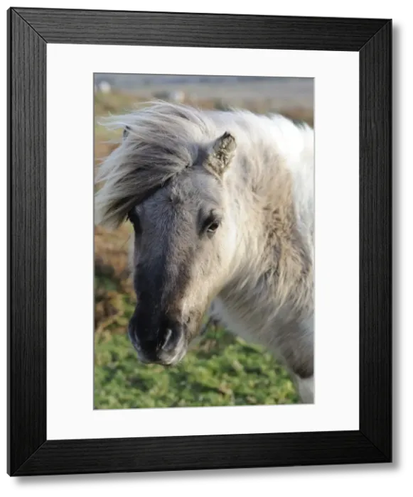 Framed Print : Pony on windy day, Dartmoor, Devon, England, United Kingdom, Europe Framed Print : Pony on windy day, Dartmoor, Devon, England, United Kingdom, Europe