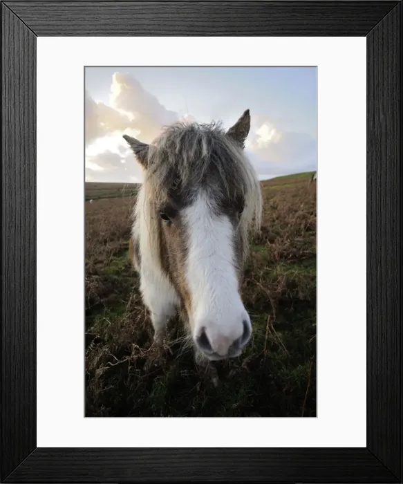 Framed Print : Dartmoor pony, Dartmoor, Devon, England, United Kingdom, Europe Framed Print : Dartmoor pony, Dartmoor, Devon, England, United Kingdom, Europe