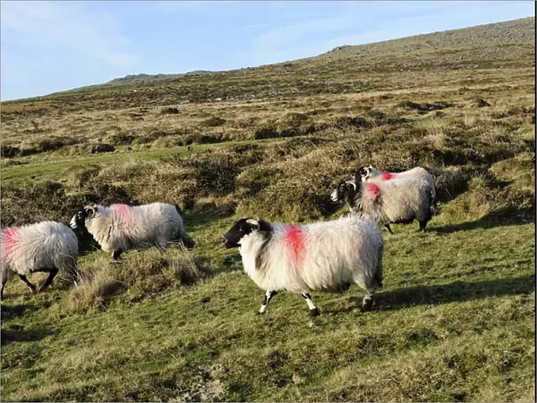 Dartmoor sheep at Merrivale, Dartmoor National Park, Devon, England, United Kingdom, Europe