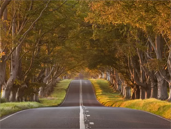 The winding road through the beech avenue at Kingston Lacy, Dorset, England, United Kingdom, Europe