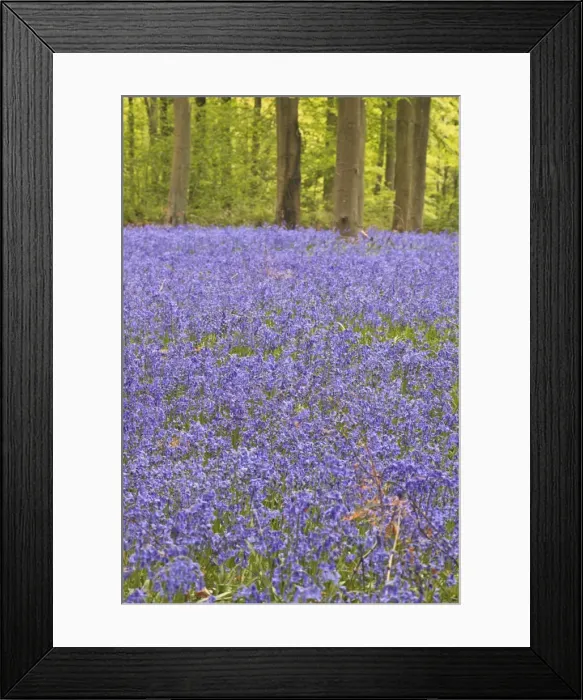 Framed Print : Bluebells beneath trees, West Woods, Wiltshire, England, United Kingdom, Europe Framed Print : Bluebells beneath trees, West Woods, Wiltshire, England, United Kingdom, Europe