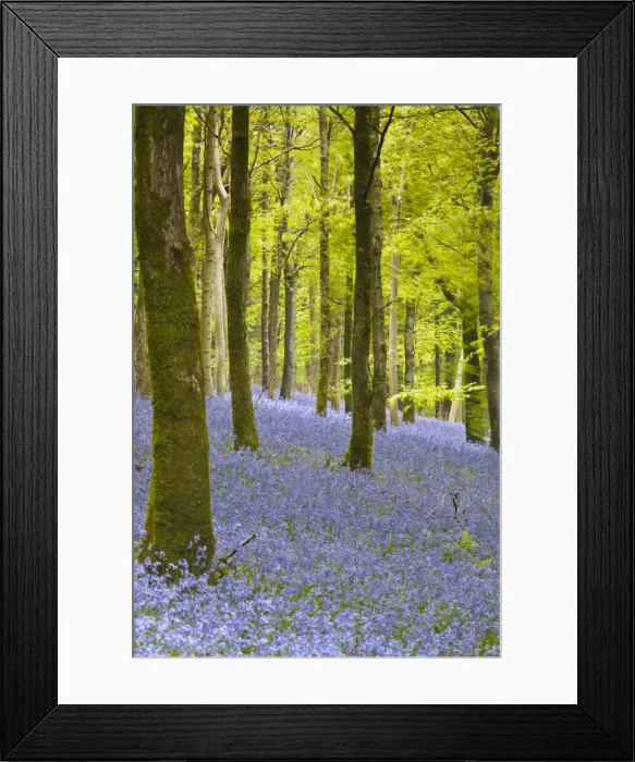 Framed Print : Bluebells, Delcombe Wood, Dorset, England, United Kingdom, Europe Framed Print : Bluebells, Delcombe Wood, Dorset, England, United Kingdom, Europe