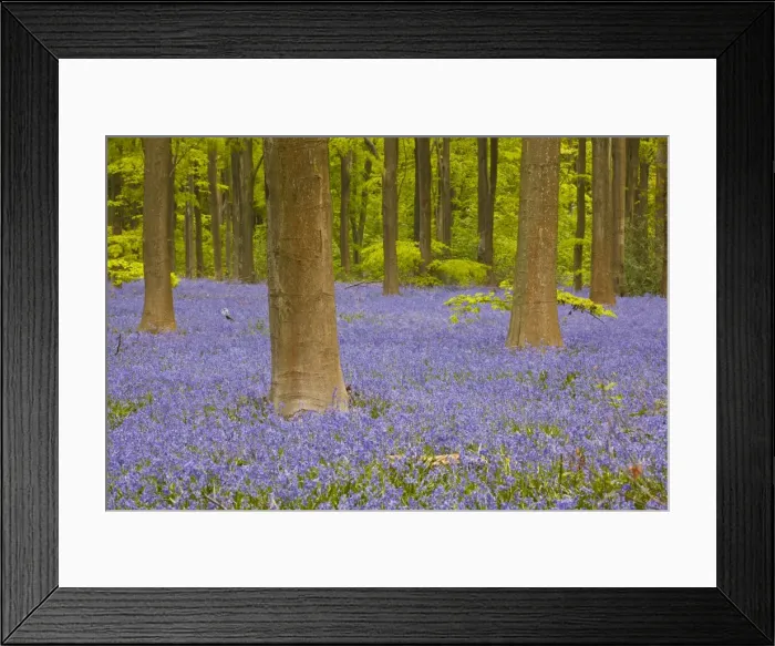 Framed Print : Bluebells beneath trees, West Woods, Wiltshire, England, United Kingdom, Europe Framed Print : Bluebells beneath trees, West Woods, Wiltshire, England, United Kingdom, Europe