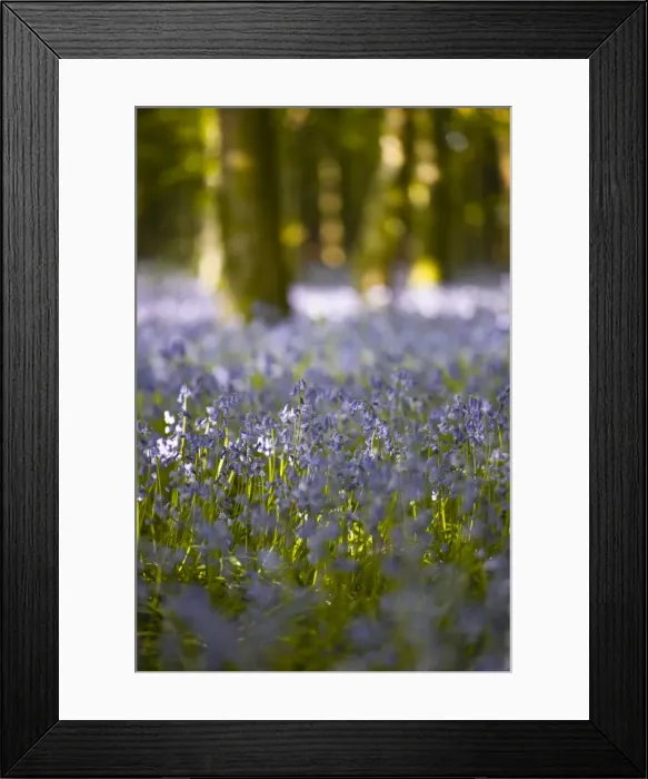 Framed Print : Bluebells, Hillfield Hill, Dorset, England, United Kingdom, Europe Framed Print : Bluebells, Hillfield Hill, Dorset, England, United Kingdom, Europe