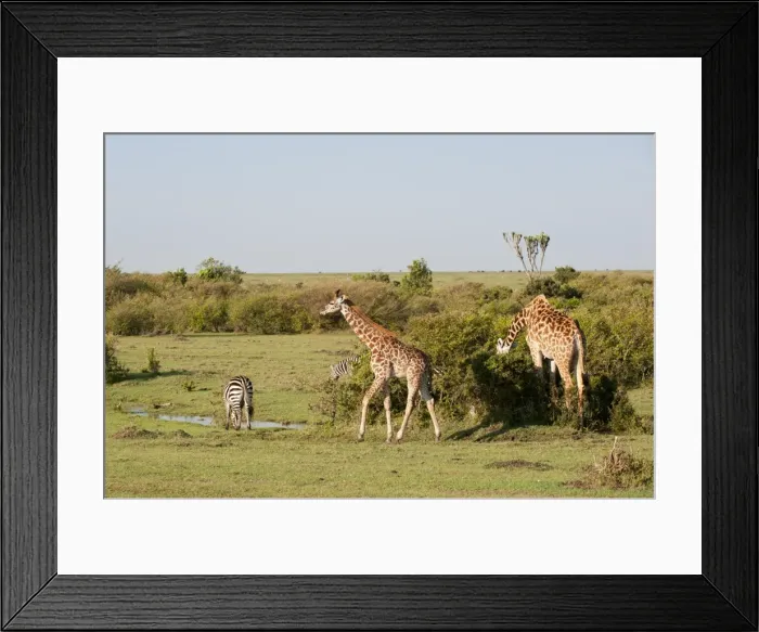 Framed Print : Giraffe (Giraffa camelopardalis) and common zebra (Equus quagga), Masai Mara, Kenya, East Africa, Africa Framed Print : Giraffe (Giraffa camelopardalis) and common zebra (Equus quagga), Masai Mara, Kenya, East Africa, Africa