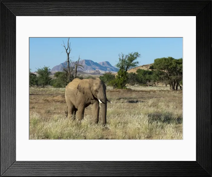 Framed Print : Desert elephant (Loxodonta africana), Huab River Valley, Torra Conservancy, Damaraland, Namibia, Africa Framed Print : Desert elephant (Loxodonta africana), Huab River Valley, Torra Conservancy, Damaraland, Namibia, Africa
