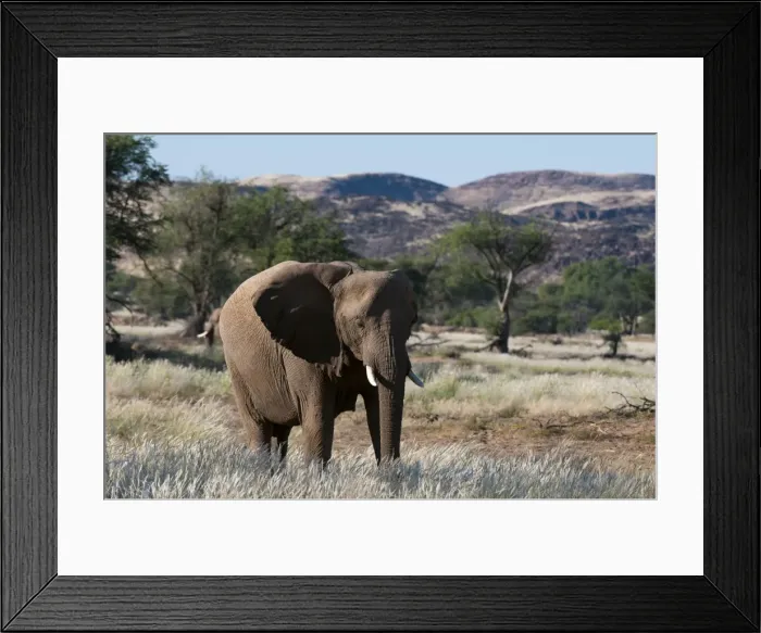 Framed Print : Desert elephant (Loxodonta africana), Huab River Valley, Torra Conservancy, Damaraland, Namibia, Africa Framed Print : Desert elephant (Loxodonta africana), Huab River Valley, Torra Conservancy, Damaraland, Namibia, Africa